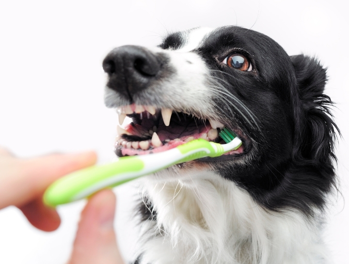 Why Your Pet Needs Dental Care