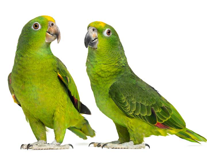 Caring for Your Parrot
