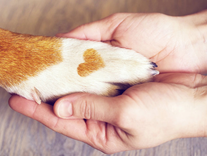 Protecting Your Pet's Paws